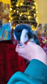 Coniglietti nani ariete