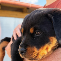 Rottweiler