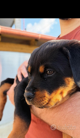 Rottweiler