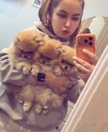 Spitz di Pomerania ENCI FCI