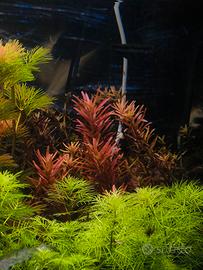 rotala rotundifolia hra pianta acquario 
