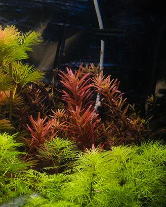 rotala rotundifolia hra pianta acquario 