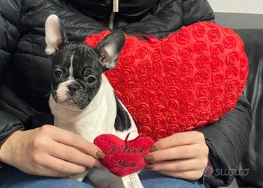 Bulldog Francese