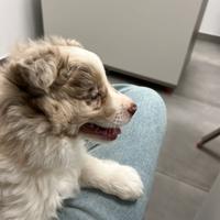 Cucciola di border red merle