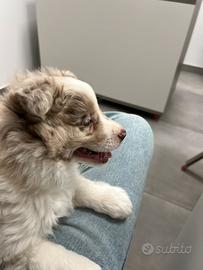 Cucciola di border red merle