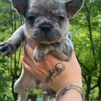 Bulldog francese