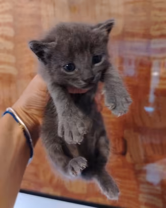 gattini pelo medio lungo