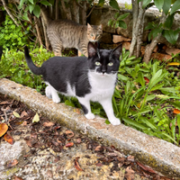 Bianchina e Tigrina 7 mesi