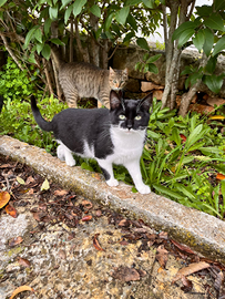 Bianchina e Tigrina 7 mesi