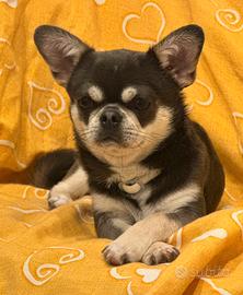 Chihuahua per monta