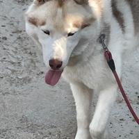 Siberian Husky maschio per accoppiamento