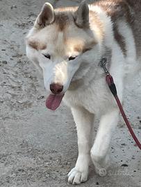 Siberian Husky maschio per accoppiamento