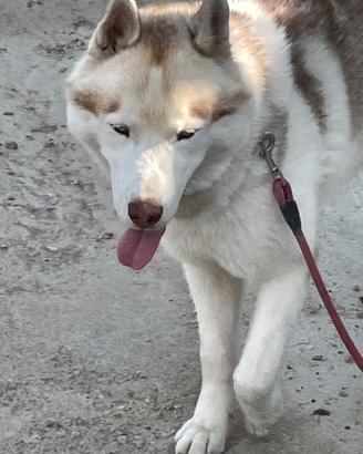 Siberian Husky maschio per accoppiamento