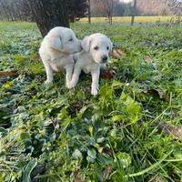 Golden retriver