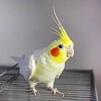 Calopsite allevato a mano