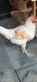 Galli giovani livornese e marans