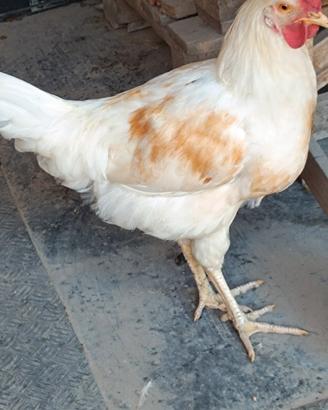 Galli giovani livornese e marans