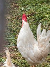 Giovane gallo livornese