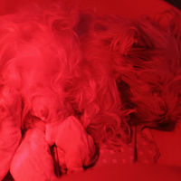 Prenotabili cuccioli di west highland