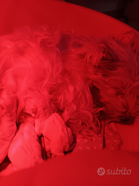 Prenotabili cuccioli di west highland