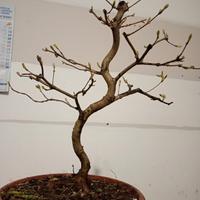 prebonsai acero campestre 