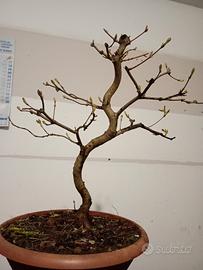prebonsai acero campestre 