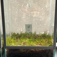 Mini Terrario con muschio e drosera Peltata