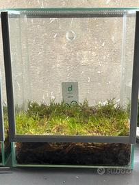 Mini Terrario con muschio e drosera Peltata