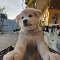 Cuccioli AKITA INU Giapponese