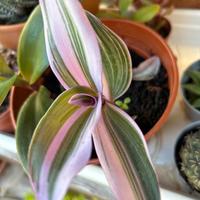 Tradescantia nanouk in vaso