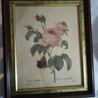 Quadro cornice in legno stampa botanica 