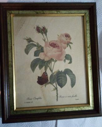 Quadro cornice in legno stampa botanica 