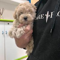 Maltipoo Champagne Maltese Barboncino