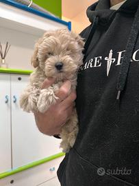 Maltipoo Champagne Maltese Barboncino