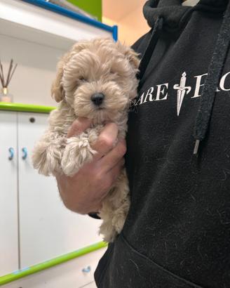 Maltipoo Champagne Maltese Barboncino