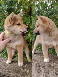 Shiba inu