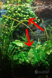 piante per acquario