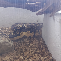 Pitone reale con cites regolare