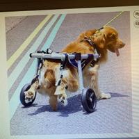 Carrozzina per cani taglia L