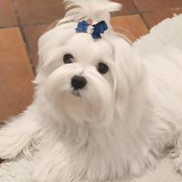 Cucciolo MALTESE pedigree ENCI