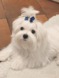 Cucciolo MALTESE pedigree ENCI