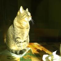 Baby sitter, Colf, tutti giorni