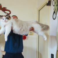 Ragdoll con pedigree