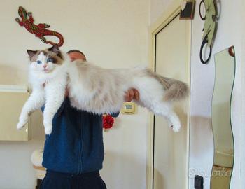 Ragdoll con pedigree