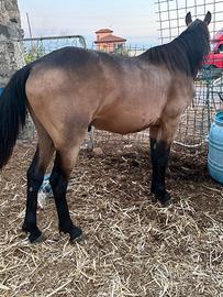 cavallino super brava 