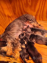 Bassotto nano pelo duro