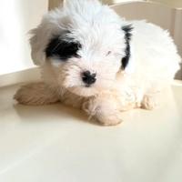 Cucciolo Bichon Havanese