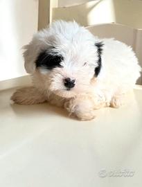 Cucciolo Bichon Havanese