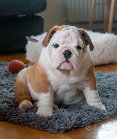 BULLDOG INGLESE CUCCIOLI pag in 12 rate