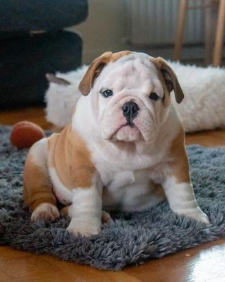 BULLDOG INGLESE CUCCIOLI pag in 12 rate